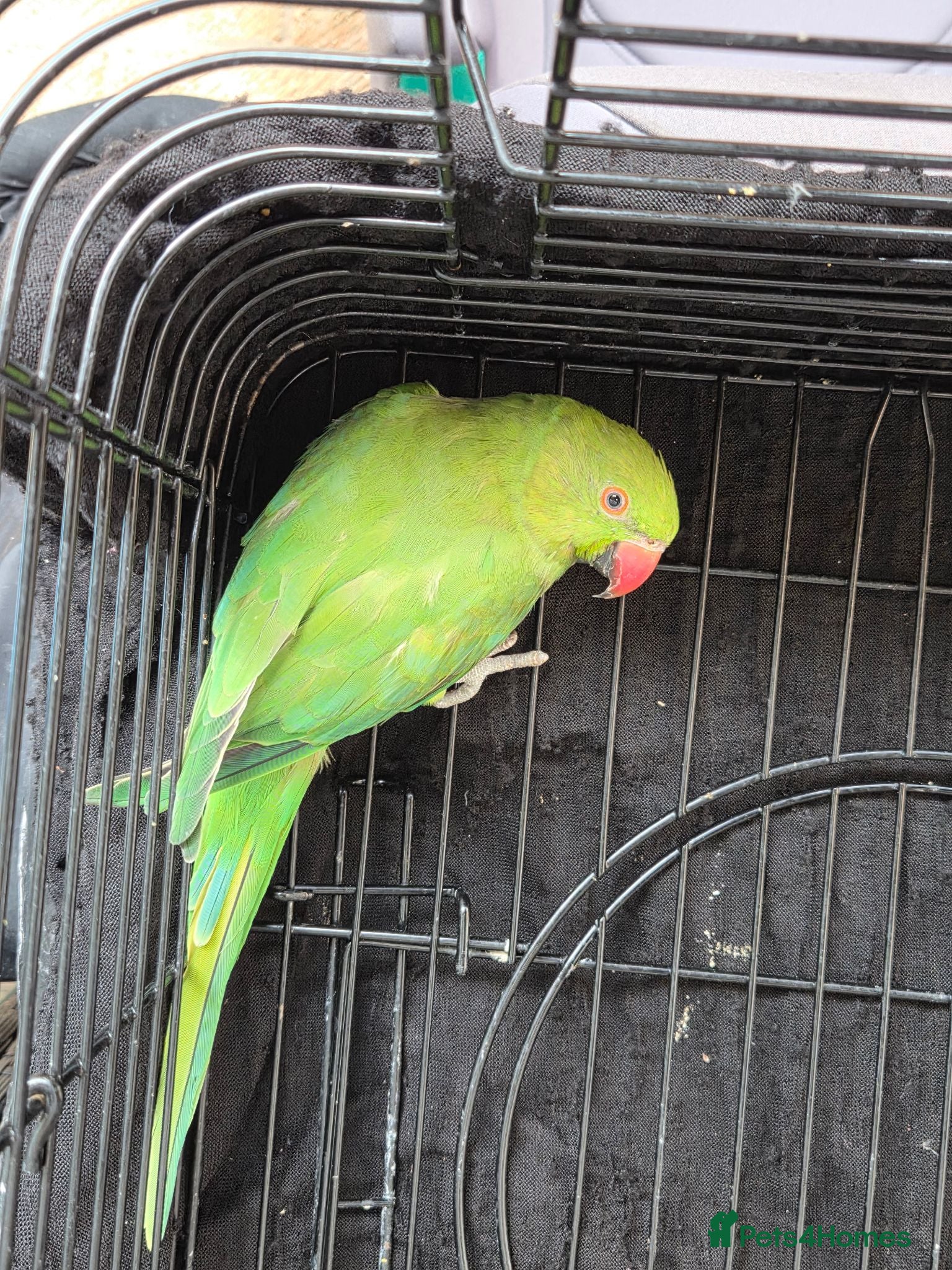 Ringnecks birds Hand-Reared Baby. R Ringnecks  for Sale  - Advert 1