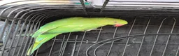 Ringnecks birds for sale: Hand-Reared Baby. R Ringnecks  for Sale  - Advert 1