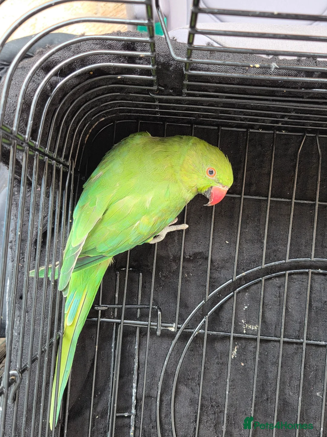 Ringnecks birds for sale: Hand-Reared Baby. R Ringnecks  for Sale  - Advert 1