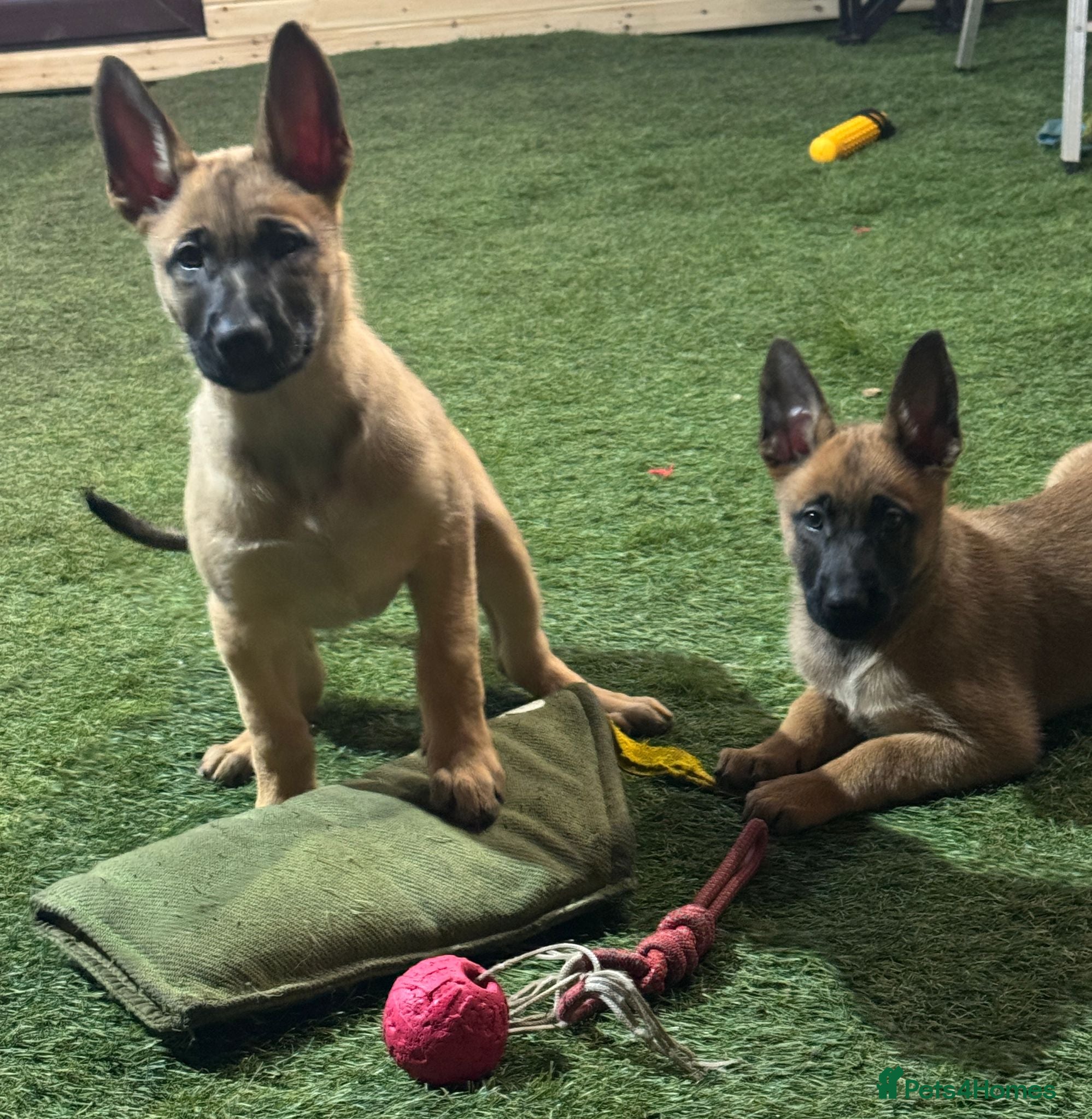 Belgian Shepherd Dog dogs 2 Girls Left READY NOW Belgian Malinois Pups  - Advert 1