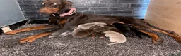 Dobermann dogs for sale: Kc reg health tested Doberman’s price dropped - Advert 6