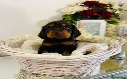 Cocker Spaniel dogs for sale: Beautiful litter of show type cocker spaniels - Image 1