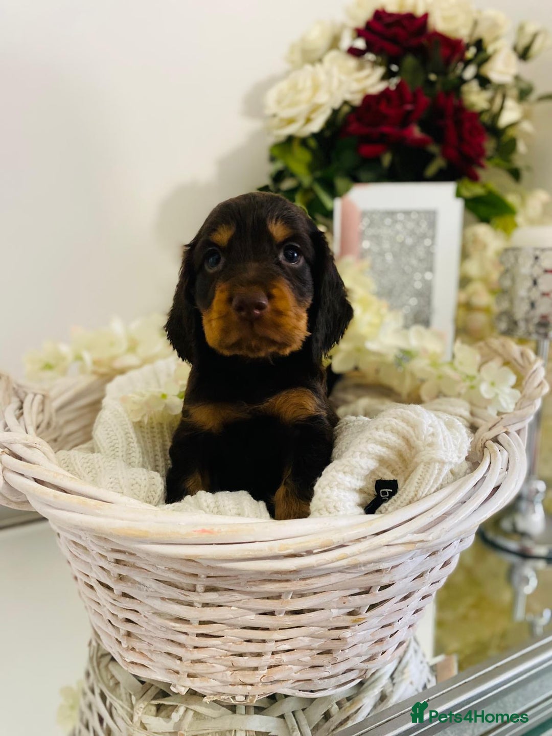 Cocker Spaniel dogs for sale: Beautiful litter of show type cocker spaniels - Image 1