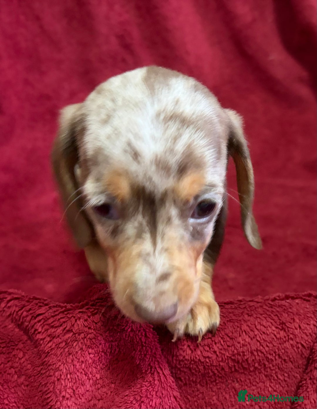 Miniature Dachshund dogs for sale: Stunning Miniature Dachshund Boys 💙 - Advert 14