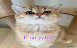 British Shorthair cats for sale: Golden BSH  - Image 6