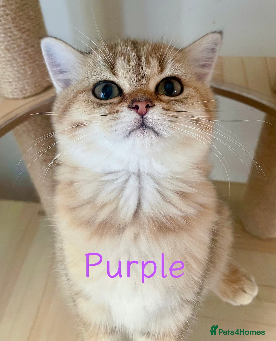 British Shorthair cats for sale: Golden BSH  - Image 6