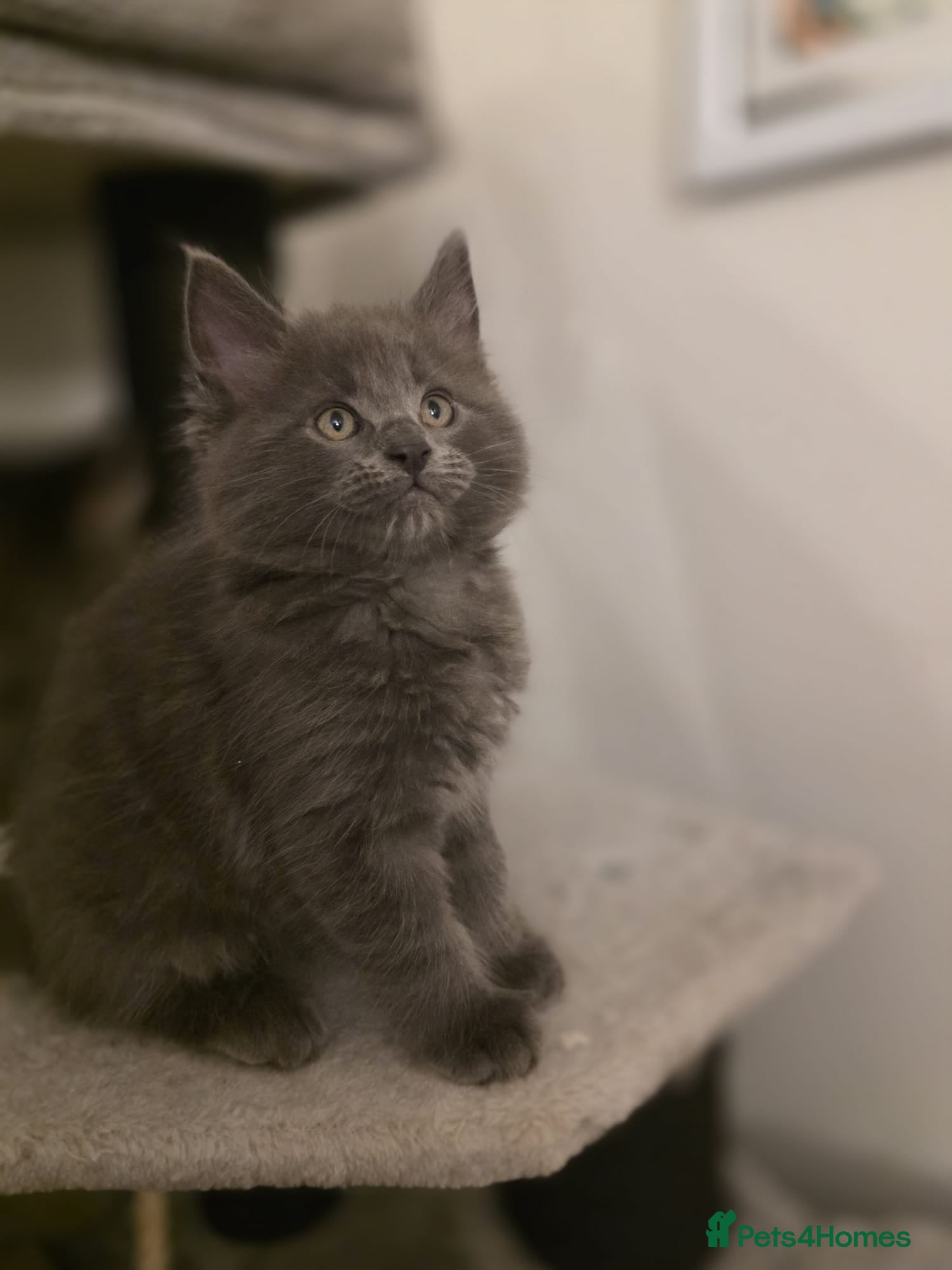 Maine Coon cats Five stunning maine coon kittens - Advert 6