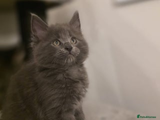 Maine Coon cats Five stunning maine coon kittens - Advert 6