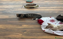 Bengal cats for sale: Bengal babies  - Image 18