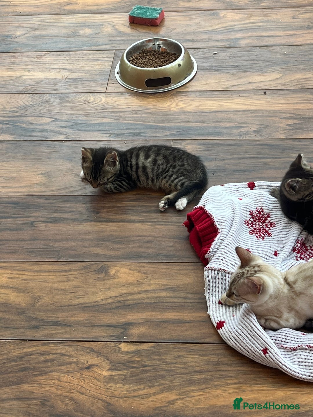 Bengal cats for sale: Bengal babies  - Image 18