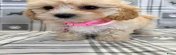Maltipoo dogs for sale: Happy,loving affectionate Health Tested Maltipoo’s - Advert 14