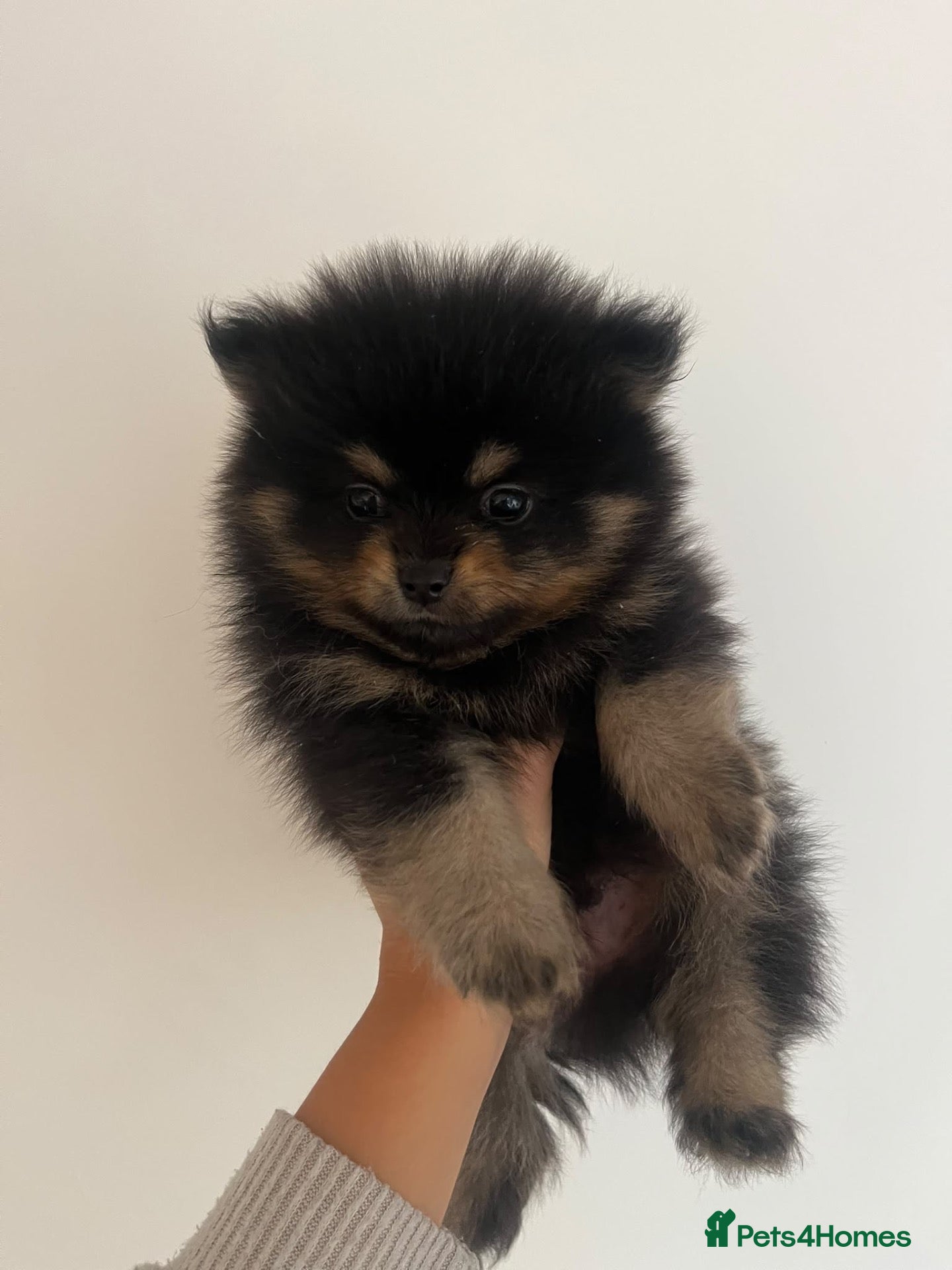 Pomeranian dogs for sale: Minature teddy Pom - Advert 8