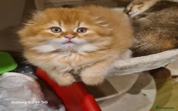 Scottish Fold cats for sale: Scottish fold/straight looking for home  - Image 29