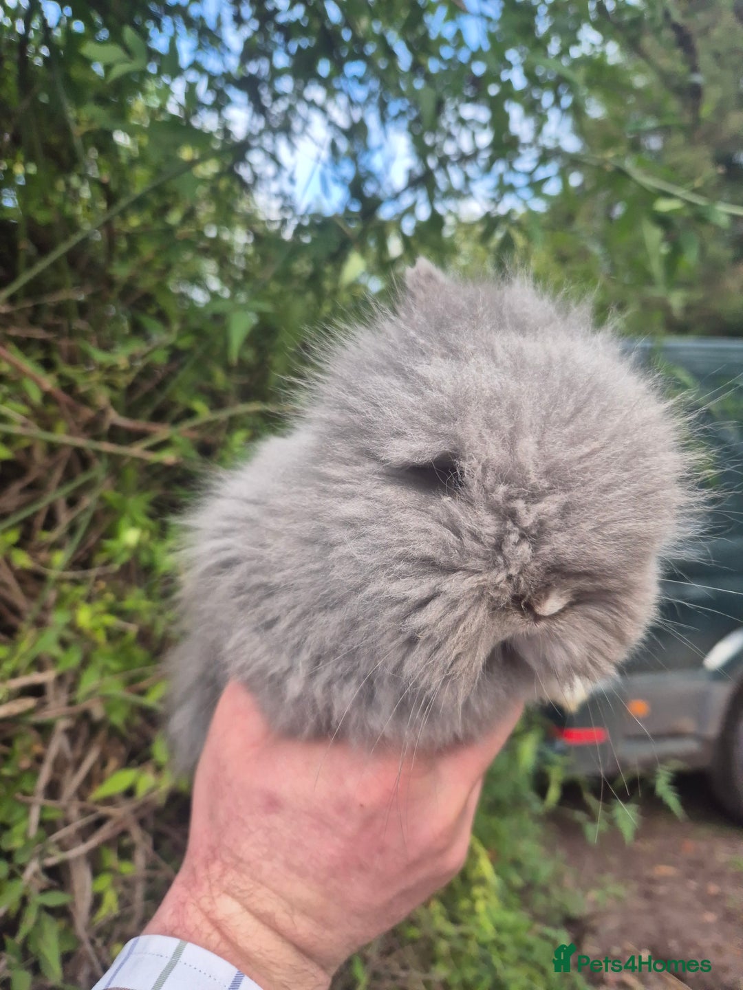 Angora rabbits for sale: 💙🩷 beautiful Teddydwerg babies-parents imported! - Advert 10