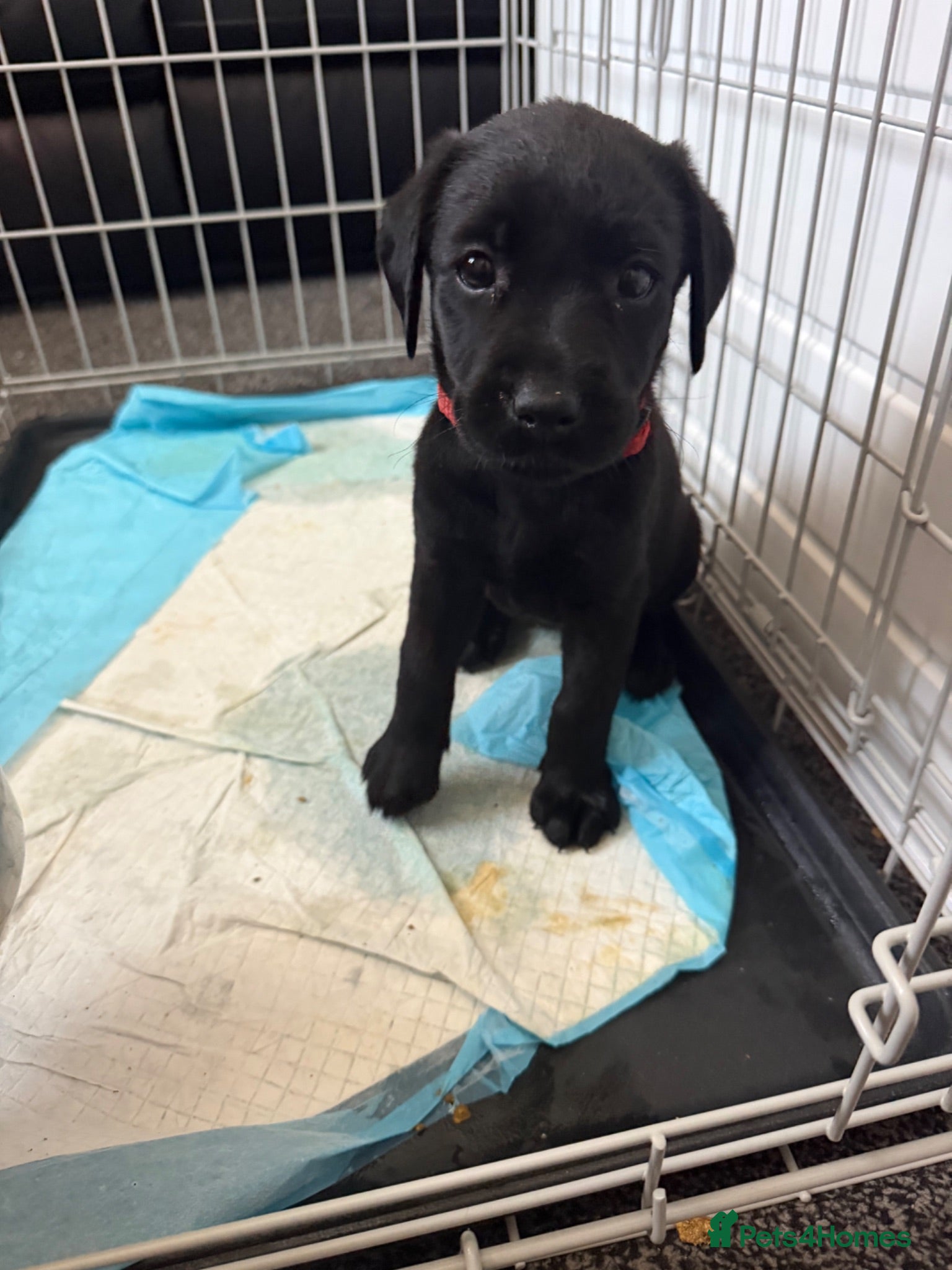 Labrador Retriever dogs Pedigree Black Labrador pups 3 boys and 1  girl - Advert 2