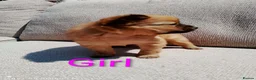 Pomeranian dogs for sale: 1 girl and 2boys - Advert 10