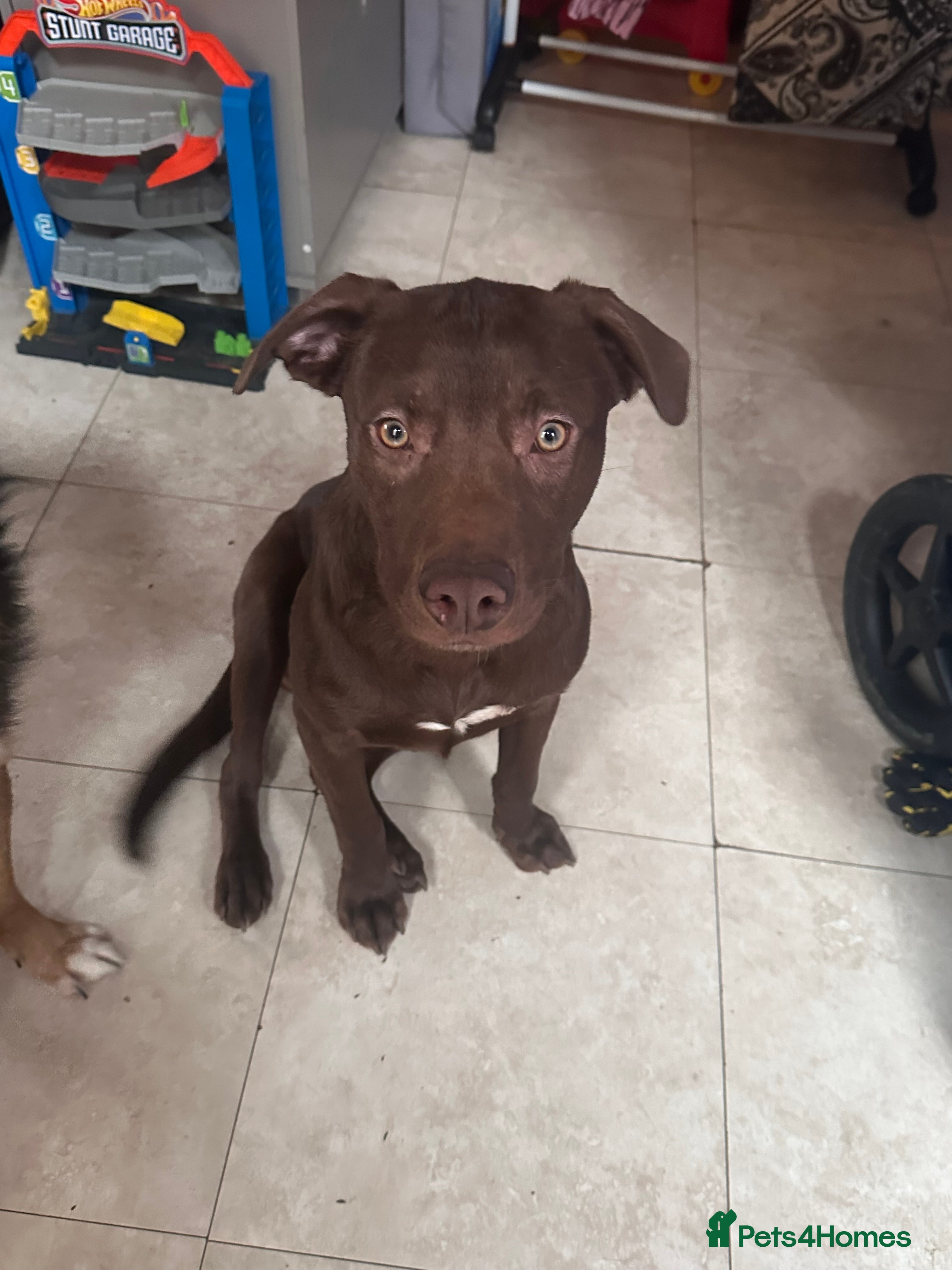 Mixed Breed dogs 8 Month old puppy looking for forever home - Advert 14