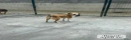 Mixed Breed dogs for adoption: Brazil, 5-6 yrs old. Available for adoption. in Brixham - Advert 16