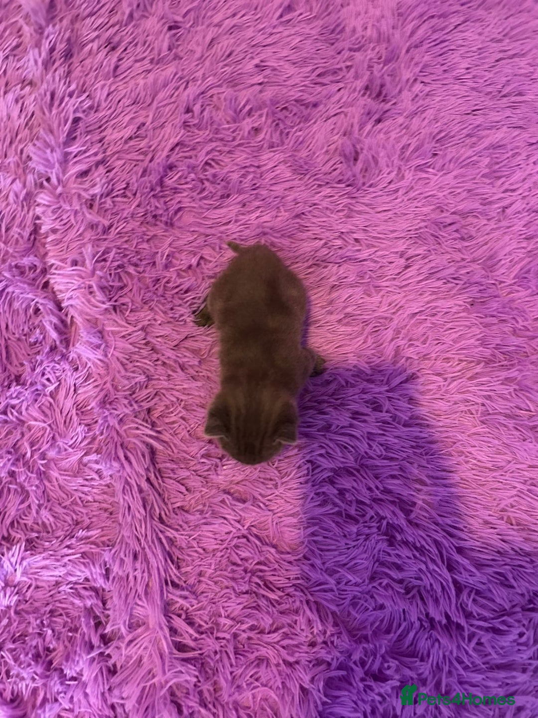 Mixed Breed cats for sale: Beautiful litter  - Advert 3