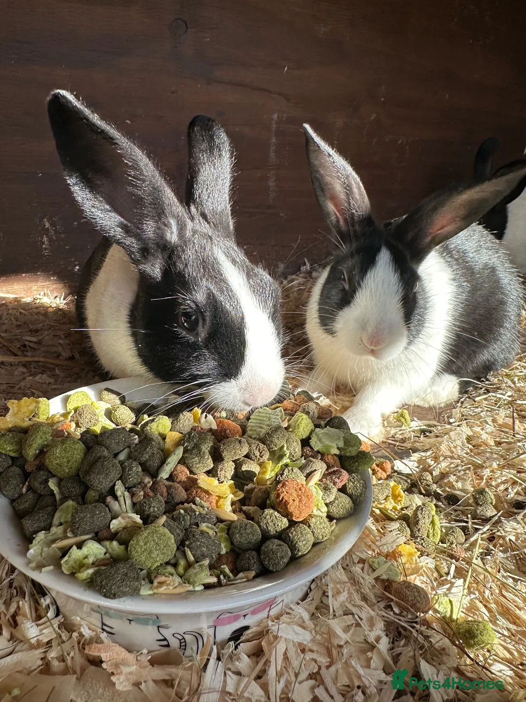 Rex rabbits for sale: Beautiful Baby Rex Bunnies 11 Weeks old  - Advert 2