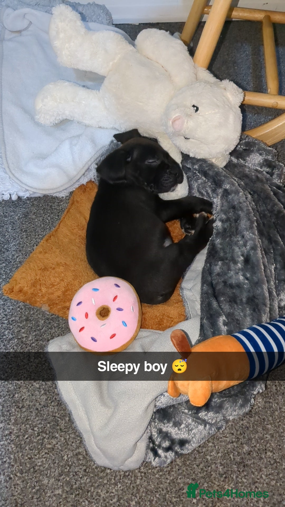 Mixed Breed dogs for sale: Needs a loving home  - Image 30