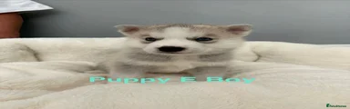 Siberian Husky 5