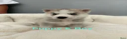 Siberian Husky dogs for sale: Siberian Husky Puppies in Liversedge - Advert 21