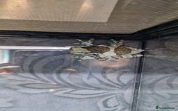 Frog reptiles for sale: 4 amazon milk frog's - Image 1