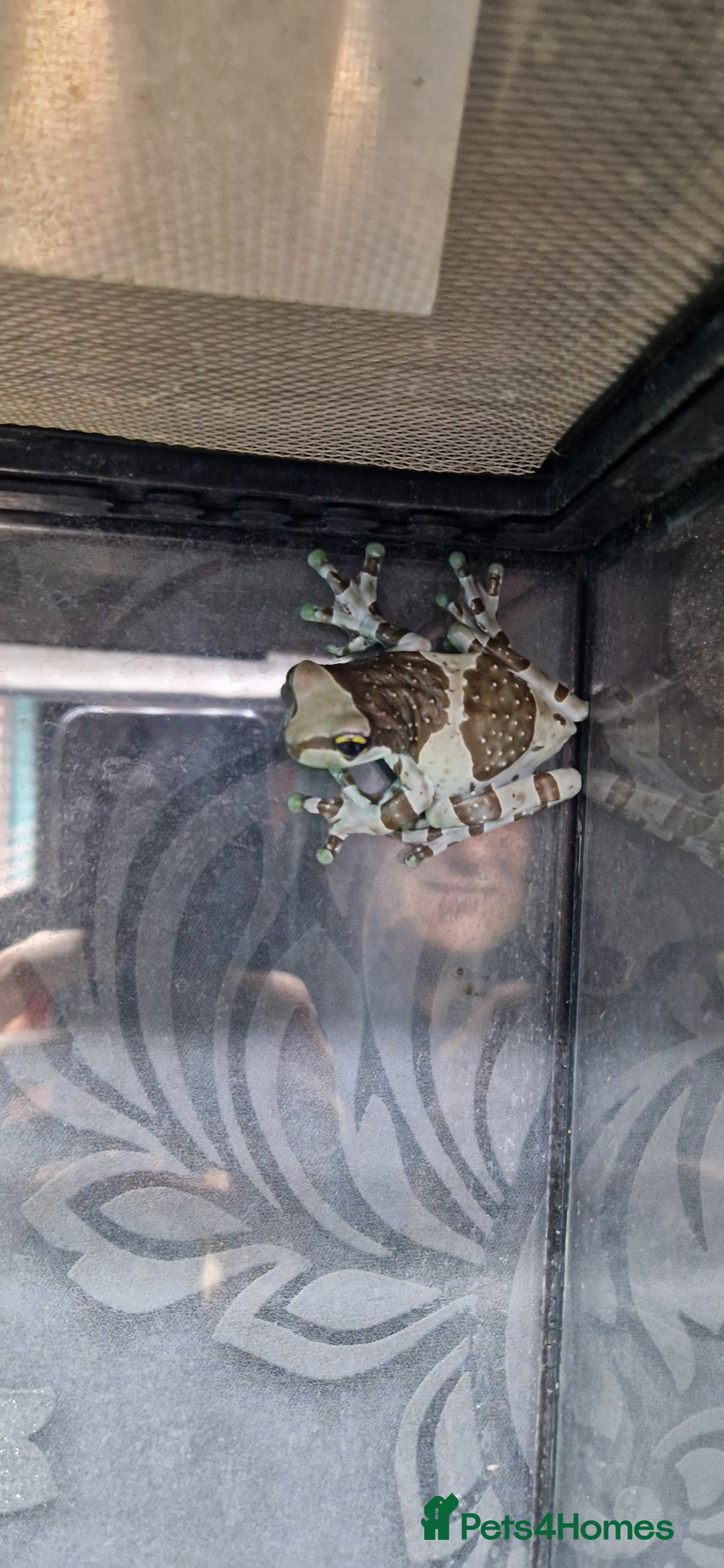 Frog reptiles for sale: 4 amazon milk frog's - Image 1