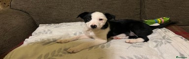 Border Collie Puppy 1