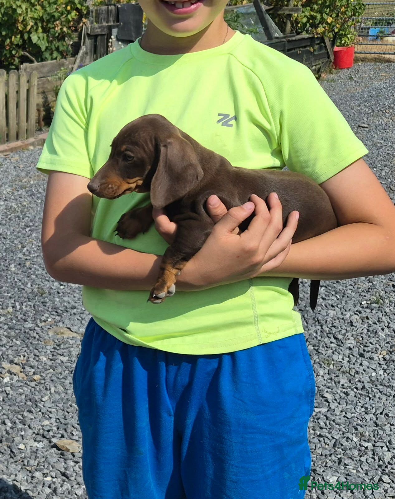 Miniature Dachshund dogs KC REGISTERED QUALITY PUPS  - Advert 2