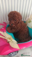 Miniature Poodle dogs - Advert 4