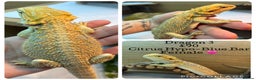 Bearded Dragon reptiles for sale: Baby Hypo Bearded Dragons - Advert 3