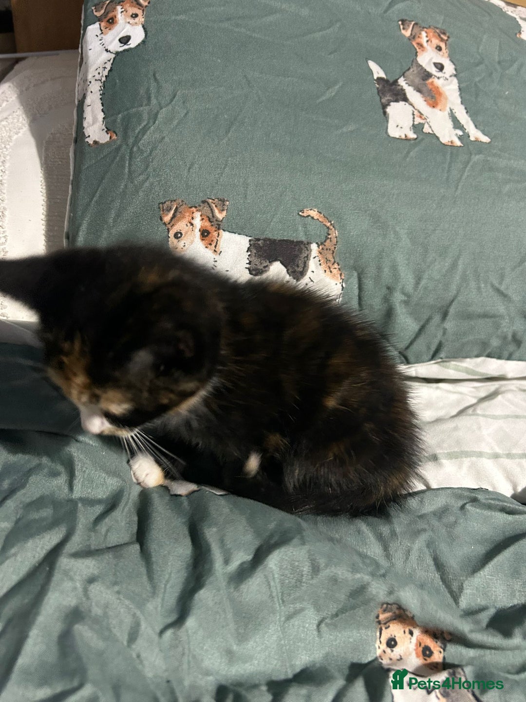 Mixed Breed cats for sale: 2 female Calico/tortoiseshell kittens - Image 5