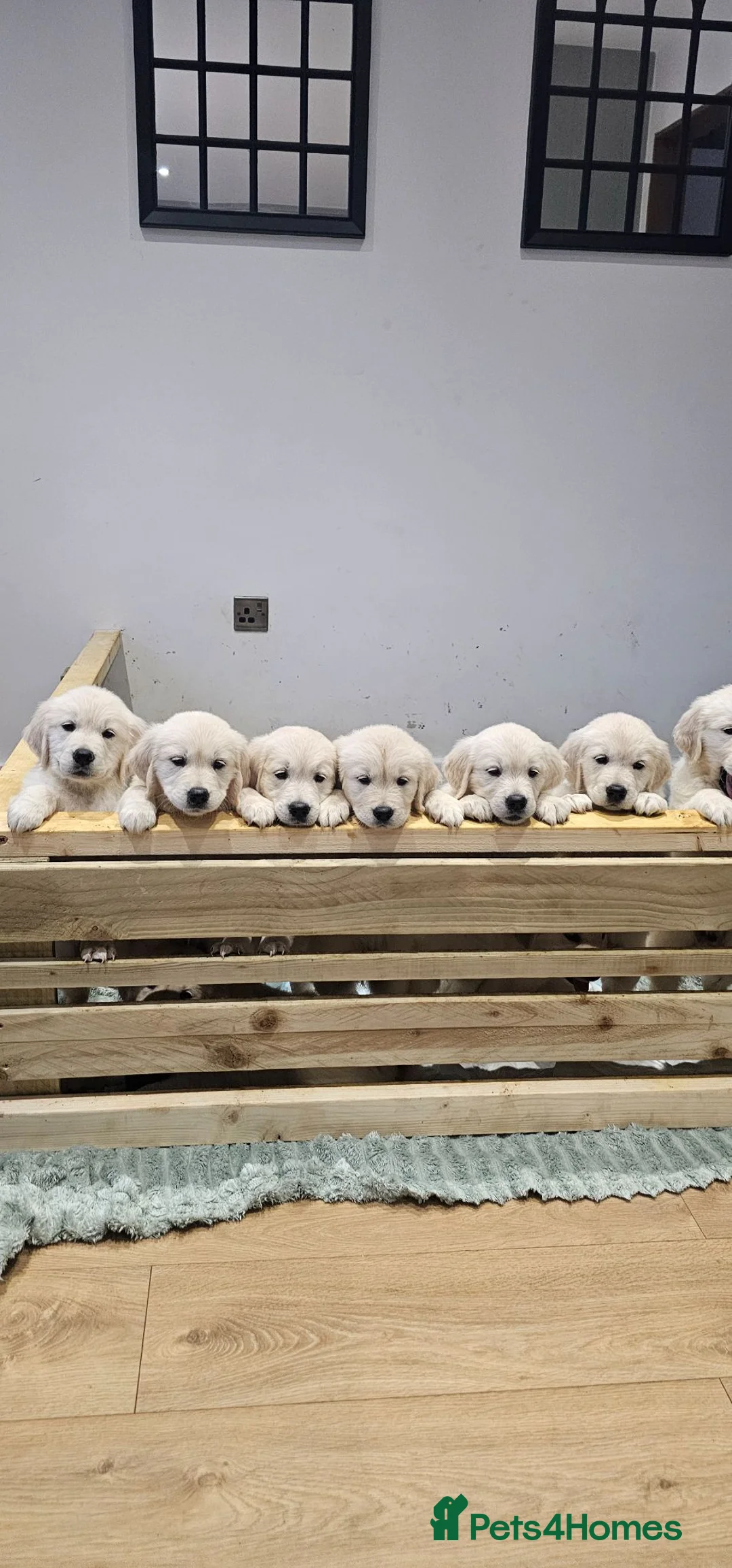 Golden Retriever dogs for stud: KC Golden Retriever for Stud - Advert 2
