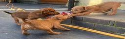 Lakeland Terrier dogs for sale: Red Working Type Lakeland Terrier Male For Sale - Advert 2
