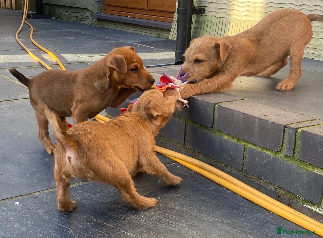 Lakeland Terrier dogs for sale: Red Working Type Lakeland Terrier Male For Sale - Advert 2