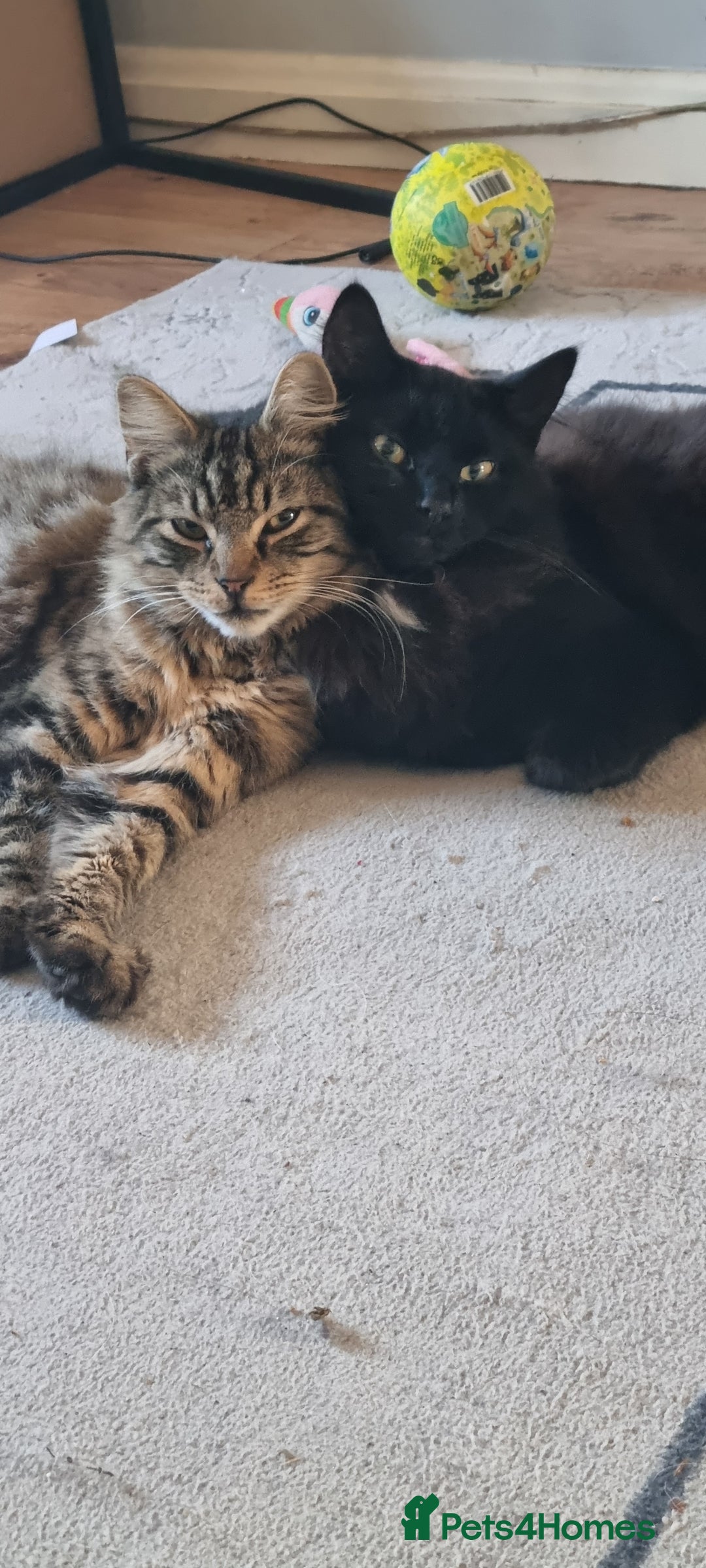 Mixed Breed cats for sale: 2 male cats to go together  - Advert 1