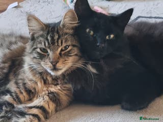 Mixed Breed cats 2 male cats to go together - Advert 1