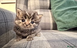 Mixed Breed cats for sale: British shorthair cross kittens - Image 4