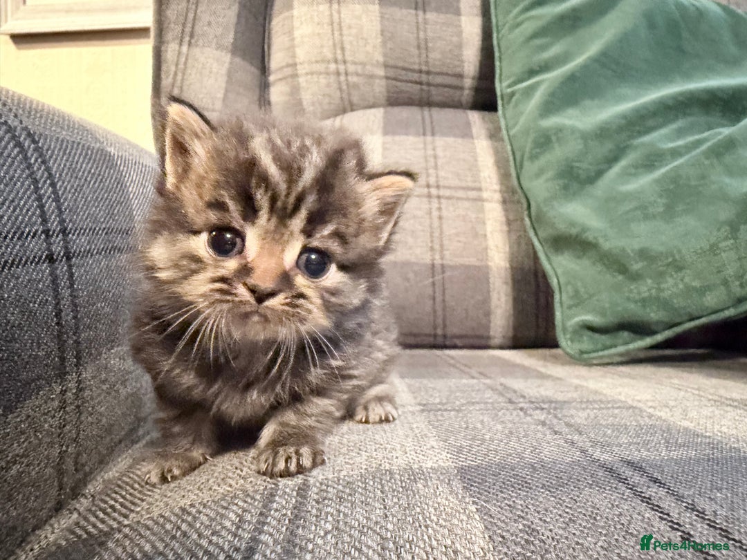 Mixed Breed cats for sale: British shorthair cross kittens - Image 4