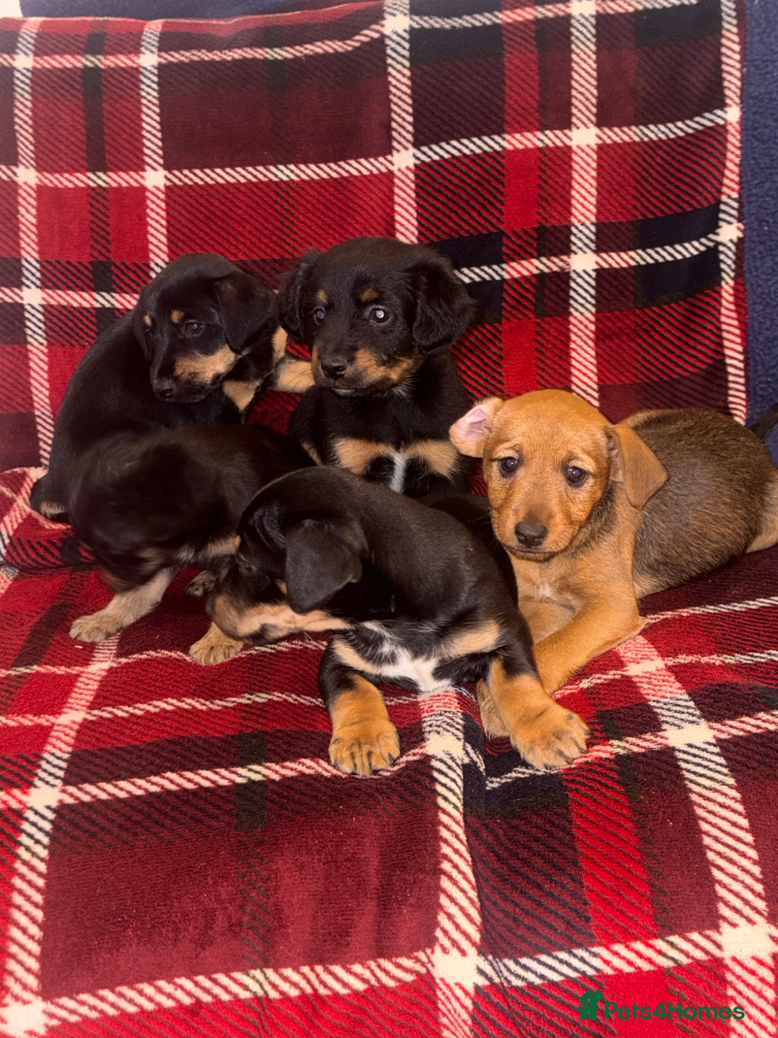 Mixed Breed dogs Jack Russell cross patterdale - Advert 1