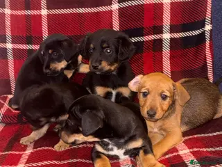 Mixed Breed dogs Jack Russell cross patterdale - Advert 1