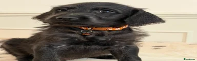 Weimaraner 4