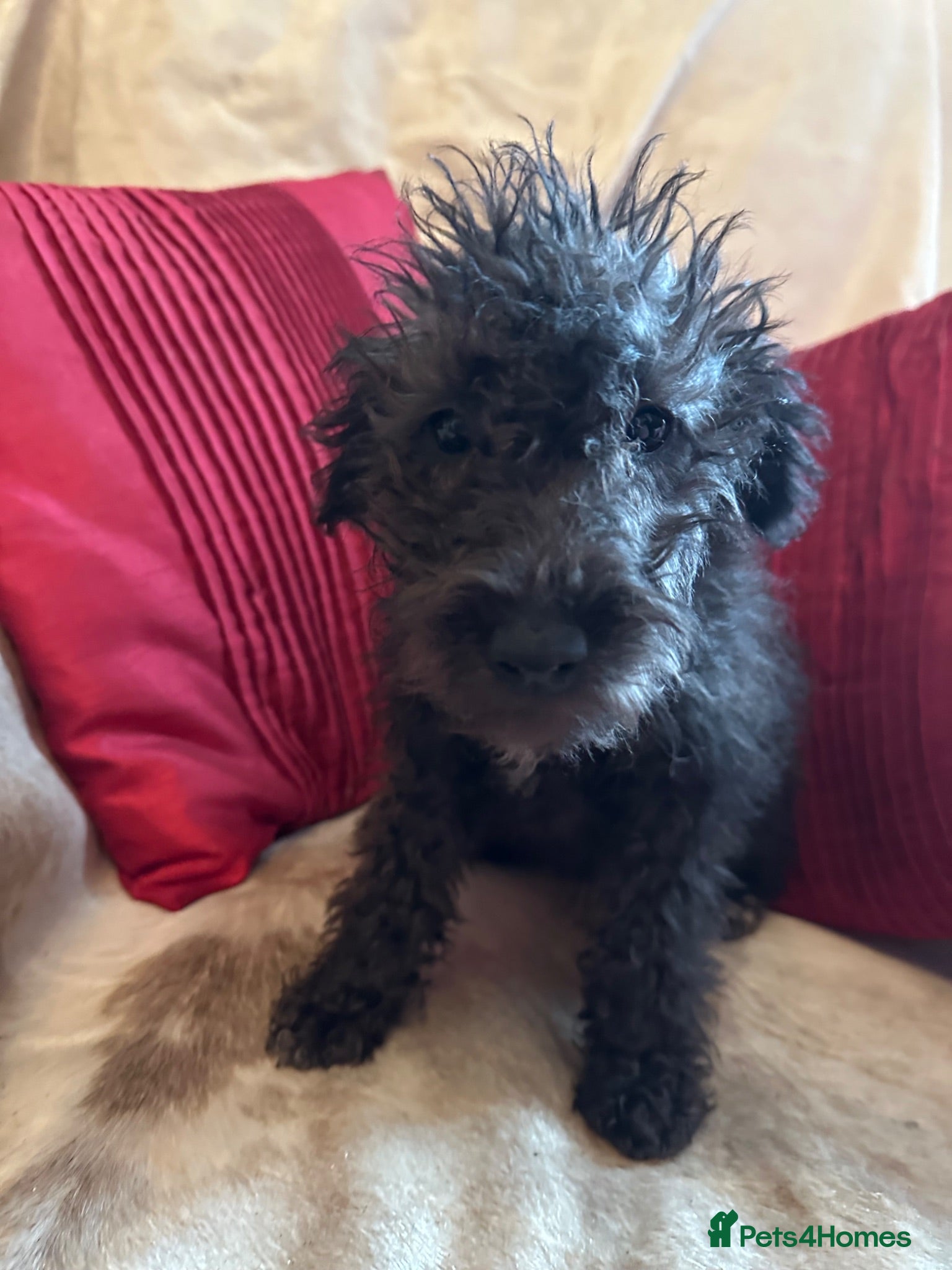 Bedlington Terrier dogs 7/8’s Bedlington x Whippet pups  - Advert 2