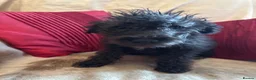 Bedlington Terrier dogs for sale: 7/8’s Bedlington x Whippet pups  in Darwen - Advert 3
