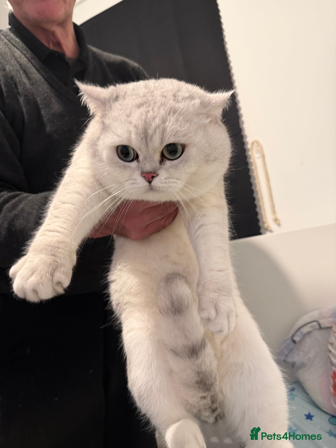 British Shorthair cats for sale: British shorthair male active  - Advert 1