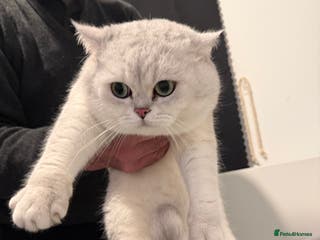 British Shorthair cats British shorthair male active - Advert 1