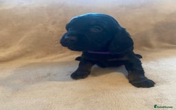 Cocker Spaniel dogs for sale: Cocker Spaniel Pups - Image 6