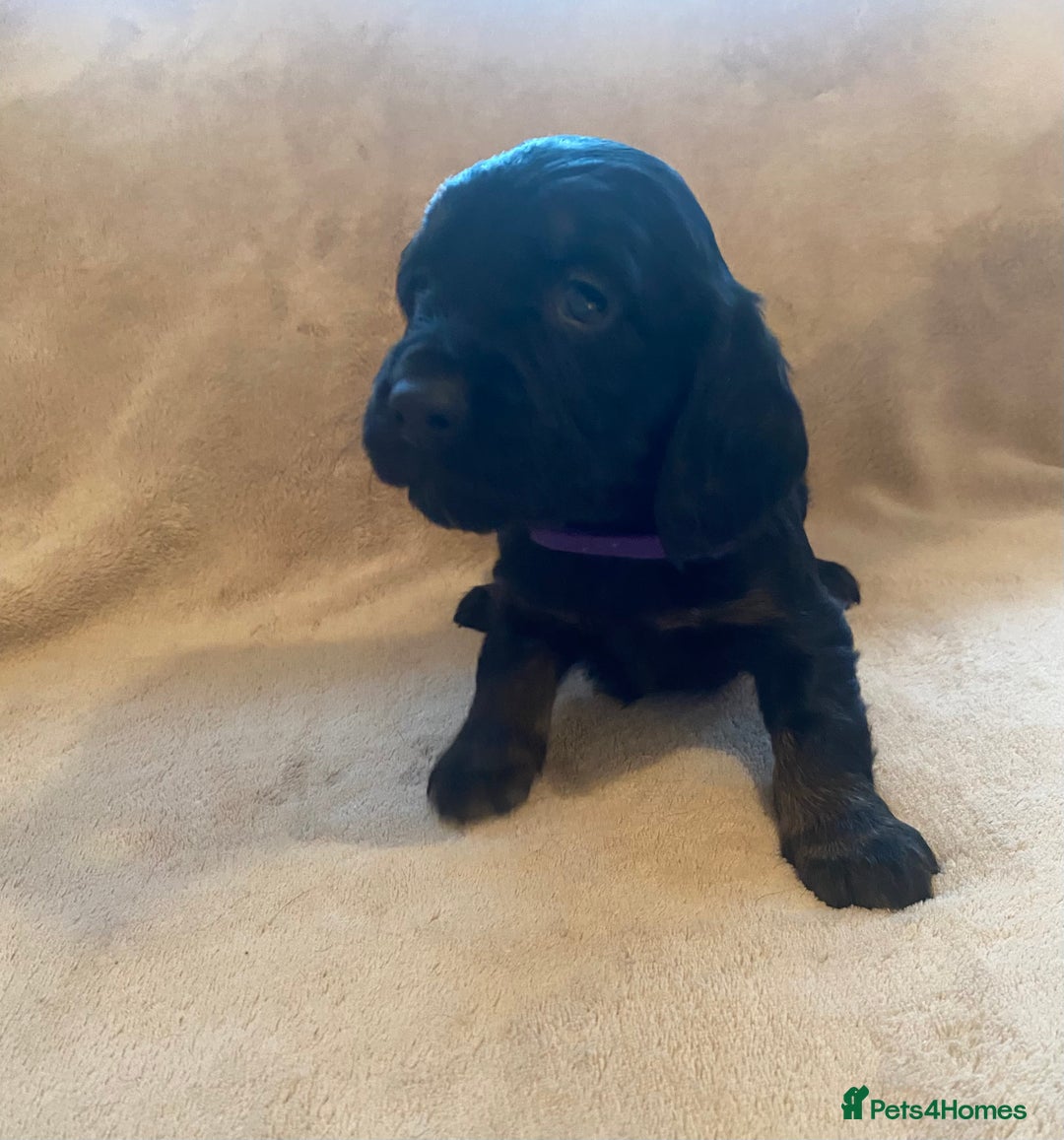 Cocker Spaniel dogs for sale: Cocker Spaniel Pups - Image 6